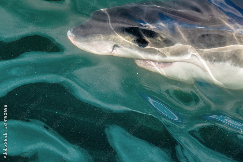 Fototapeta premium Shark swimming underwater, top view, close up. Great White shark (Carcharodon carcharias) in the water of Pacific ocean near the coasts of South Africa.