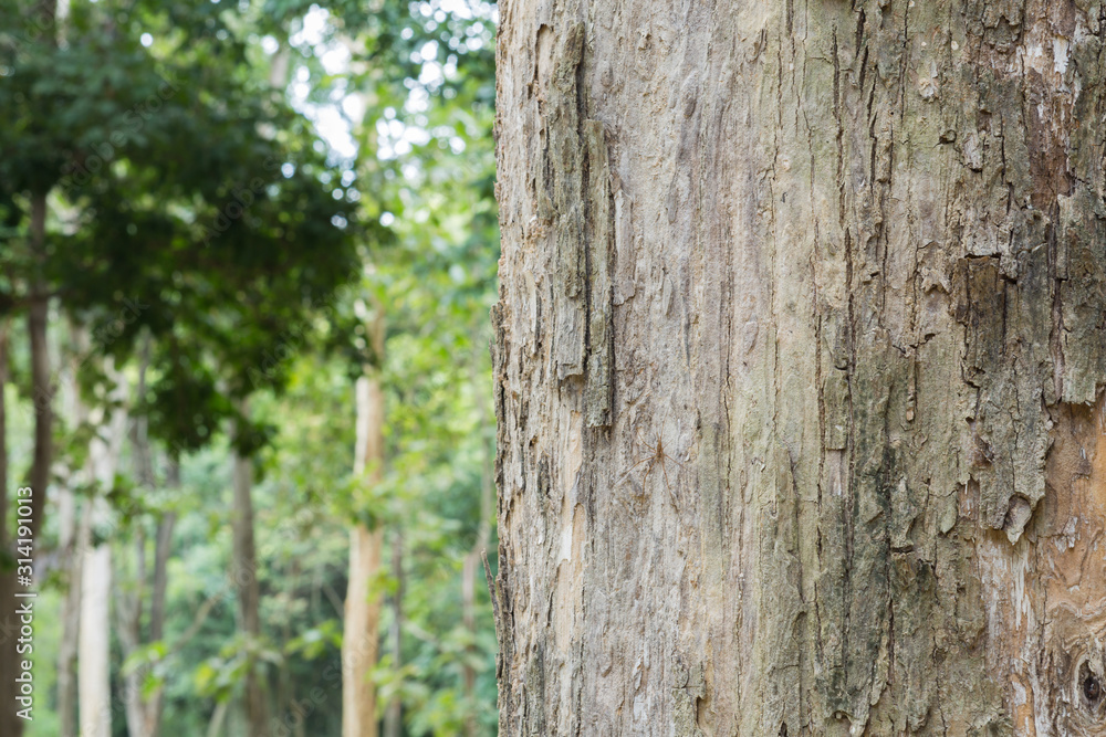 Obraz premium tree in the forest with blurred background
