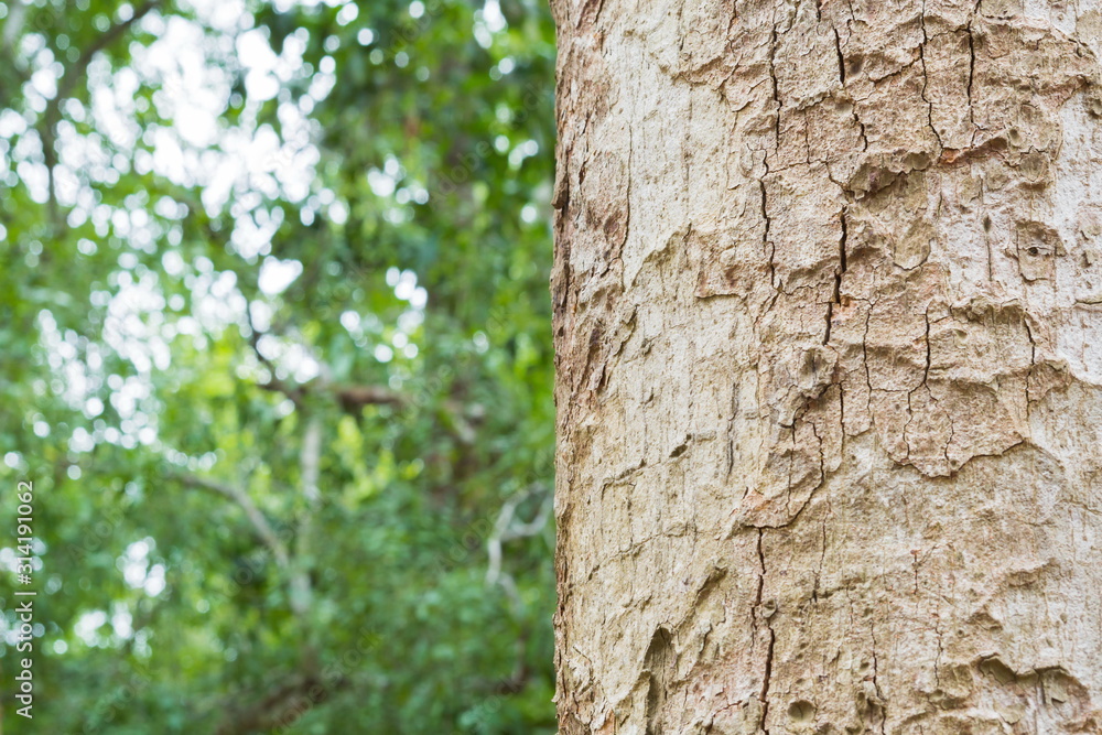 tree in the forest with blurred background tree in the forest with blurred background