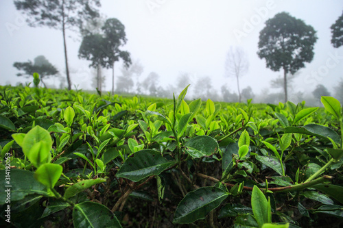 beautiful green tea plantations in the cloudy morning