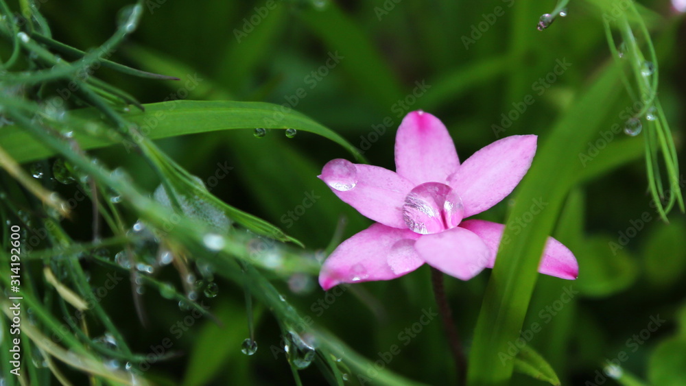 Drops on a pink  flower