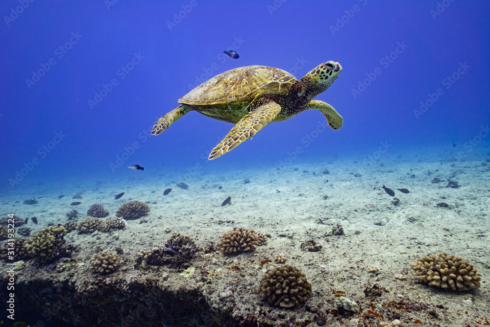 Obraz premium Hawaiian Green Sea Turtle Honu Floating over Reef in Blue Tropical Ocean Water