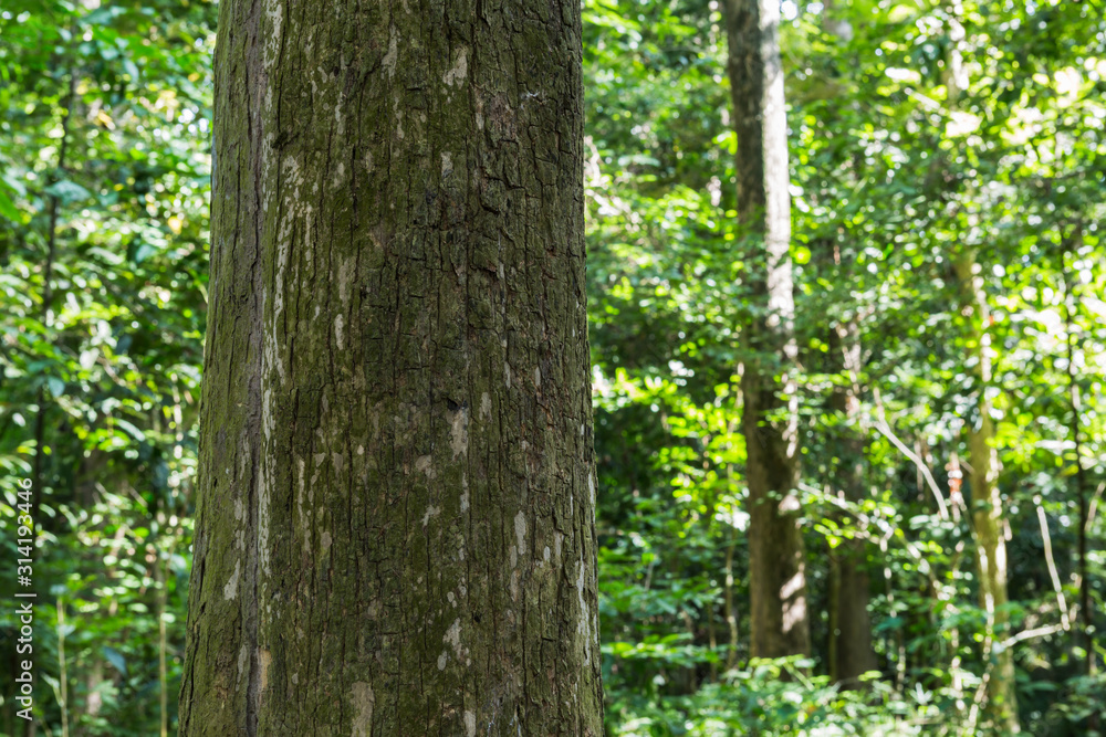 Naklejka premium Teak tree in the forest