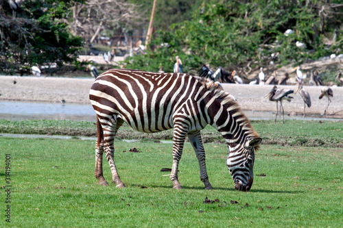 One Zebra in greenery field