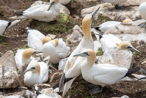 Gannets on rocks in Saltee Islands
