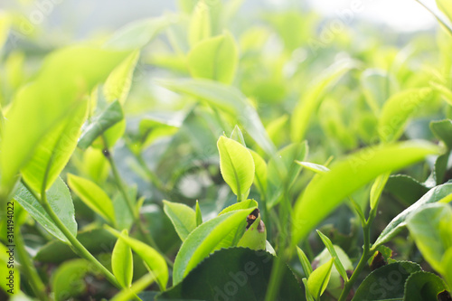 Fresh tea bud and leaves.Tea plantations.selective focus