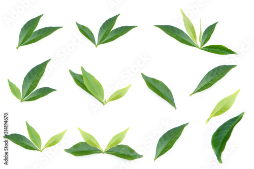 Fototapeta Naklejka Na Ścianę i Meble -  fresh green leaf on white background