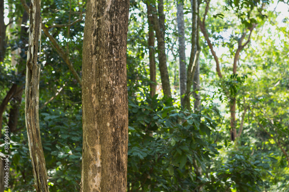 Fototapeta premium Teak tree in the forest with blurred background