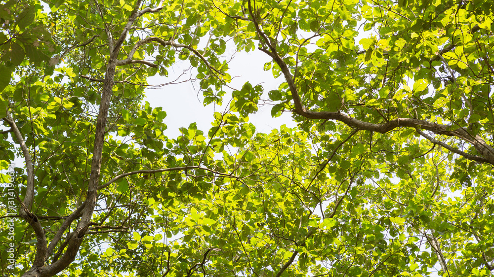 fresh Teakwood tree branch and leaf as background beautiful fresh Teakwood tree branch and leaf as background beautiful
