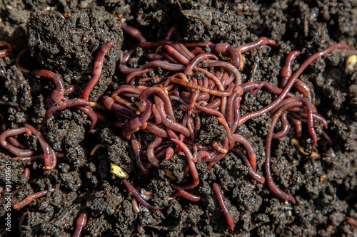 Red long worms on the ground close up