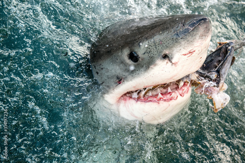 Shark with open mouth emerges out  off the water on the surface and grabs bait.  Attacking Great White Shark  in the water of the ocean. Great White Shark, scientific name: Carcharodon carcharias.