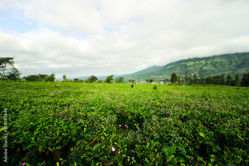 Beautiful green tea plantations in the morning