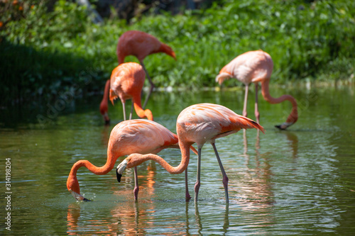 Pink flamingo standing in the water on a green natural background.