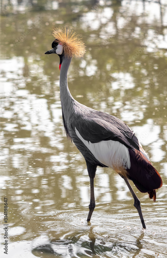 Obraz premium Close up Grey Crowned Crane Walking in The Swamp