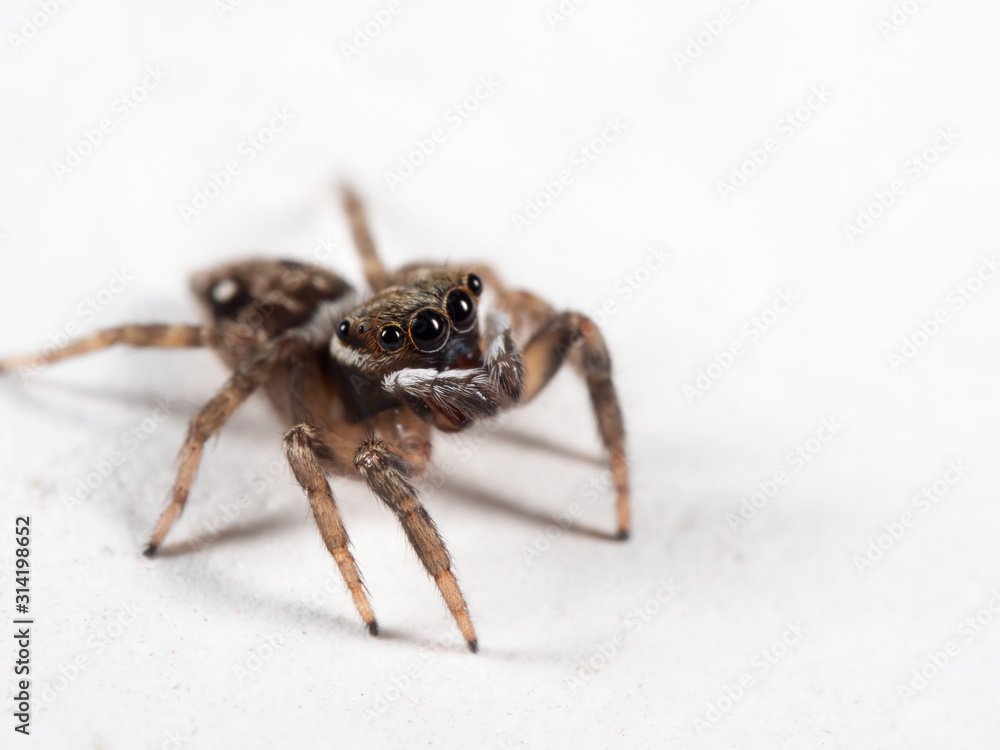Macro Photo of Brown Jumping Spider on White Floor Macro Photo of Brown Jumping Spider on White Floor