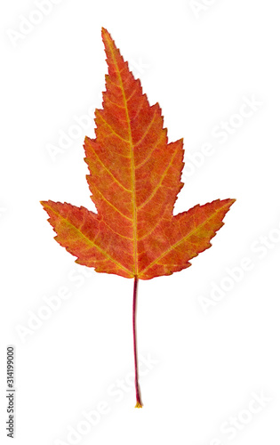 3-blade orange maple leaf on a white background