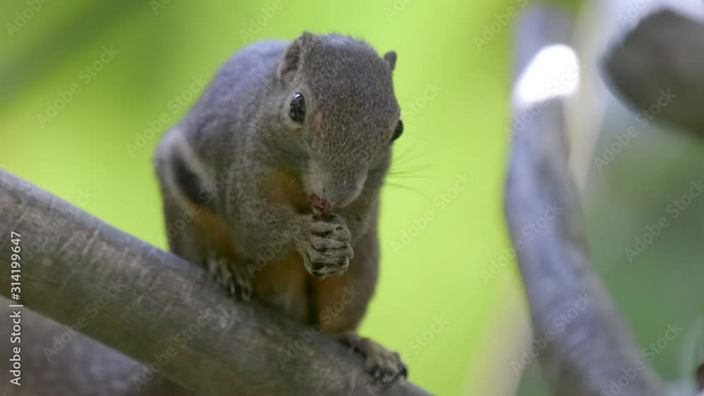 One adorable Plaintain Squirrel holding and feeding on a small piece of fruit on a tree branch - Close up One adorable Plaintain Squirrel holding and feeding on a small piece of fruit on a tree branch - Close up