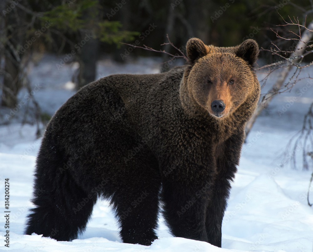 Brown bear in winter forest. Scientific name: Ursus Arctos. Natural Habitat. Brown bear in winter forest. Scientific name: Ursus Arctos. Natural Habitat.