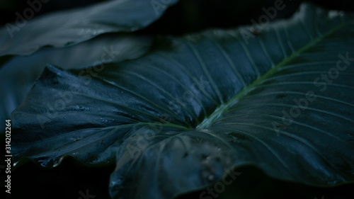 Plant leaf