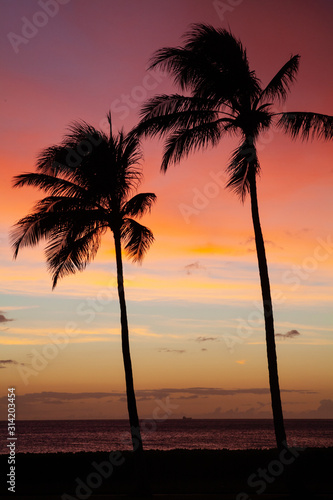 Palm Tree Sunset in Hurricane Lane