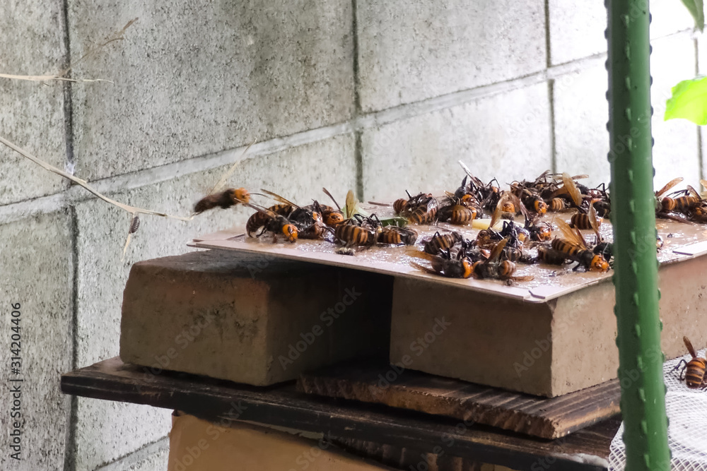 Hunting for hornets using rat glue. Sticking Hunting for hornets using rat glue. Sticking