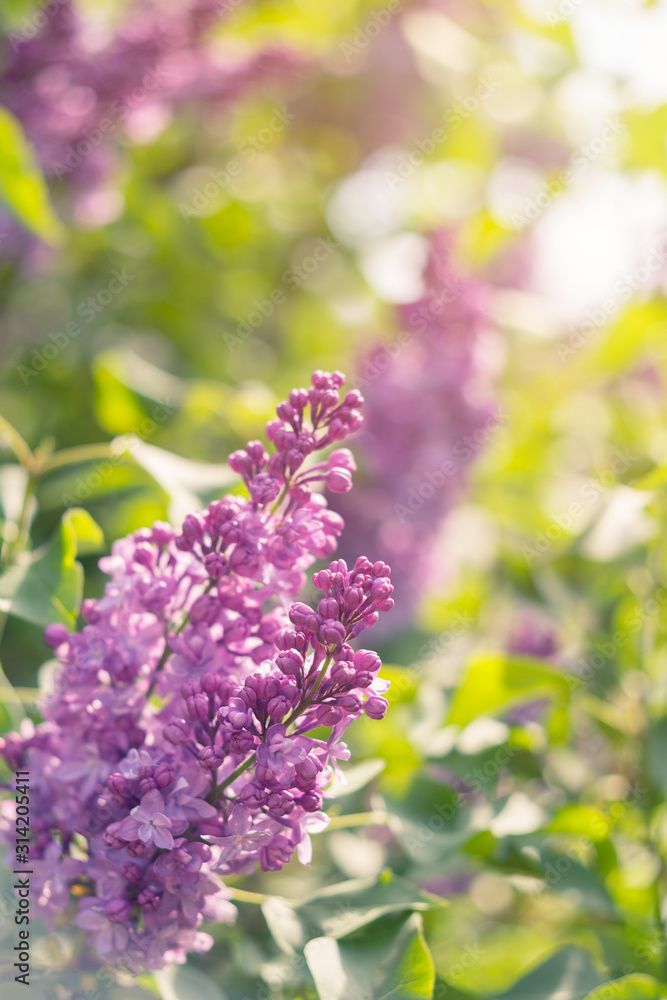 Obraz premium Spring branch of blossoming lilac