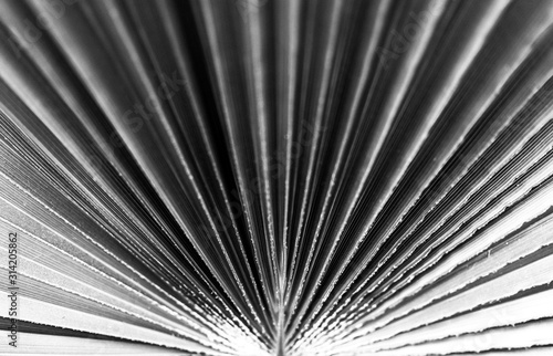 a close up shot of a perfect palm tree leaf black and white taken whilst walking my dog in Marbella  Spain 