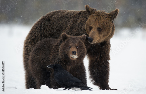 Wallpaper Mural She-Bear and bear cub in the snow. Brown bears in the winter forest. Natural habitat. Scientific name: Ursus Arctos Arctos.. Torontodigital.ca