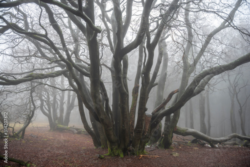 Morgendunst auf dem Großen Feldberg im Naturschutzgebiet Hochtaunus  photo