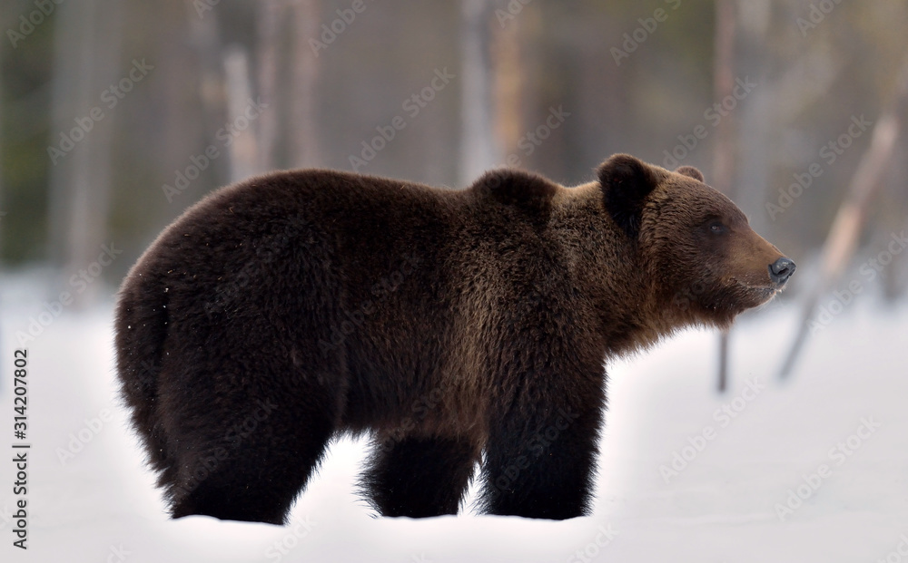Obraz premium Brown bear in winter forest. Scientific name: Ursus Arctos. Natural Habitat.