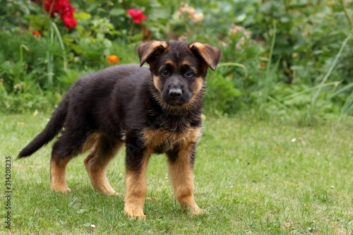 Little puppy of German Shepherd Dog (Canis lupus familiaris) standing with lifted head in the green grass with flowers in the background in the garden