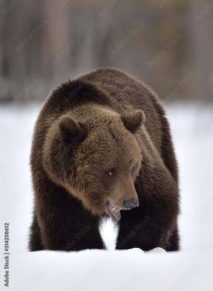 Brown bear with open mouth in winter forest. Front view. Scientific name: Ursus Arctos. Natural Habitat.