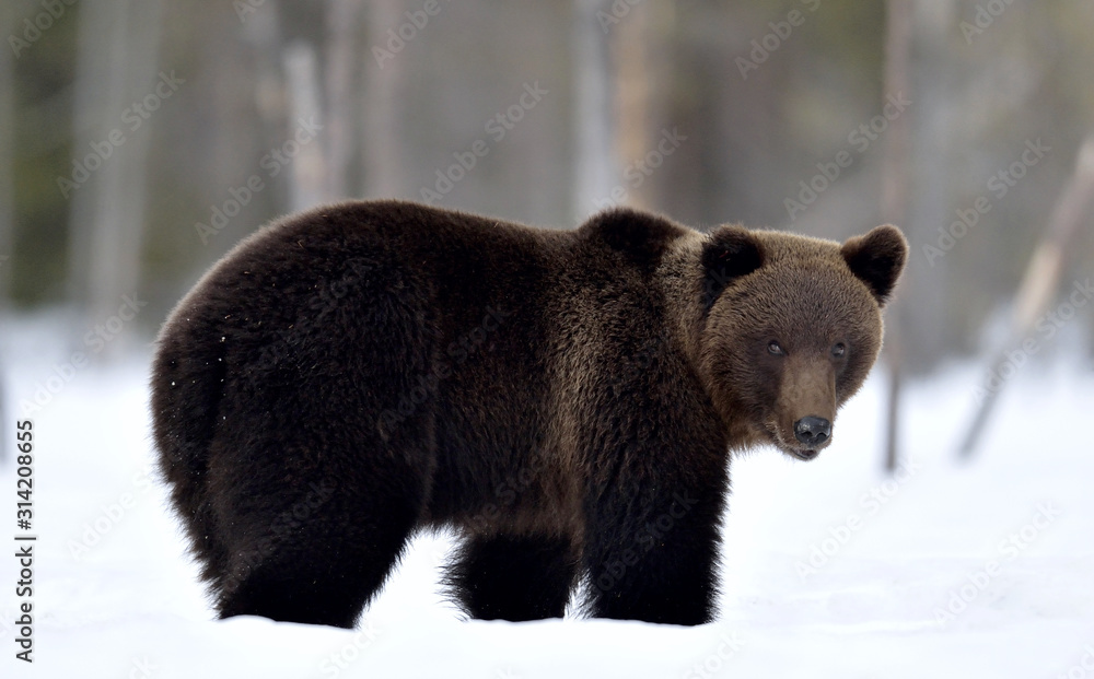 Brown bear in winter forest. Scientific name: Ursus Arctos. Natural Habitat. Brown bear in winter forest. Scientific name: Ursus Arctos. Natural Habitat.