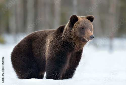 Brown bear in winter forest. Scientific name: Ursus Arctos. Natural Habitat.