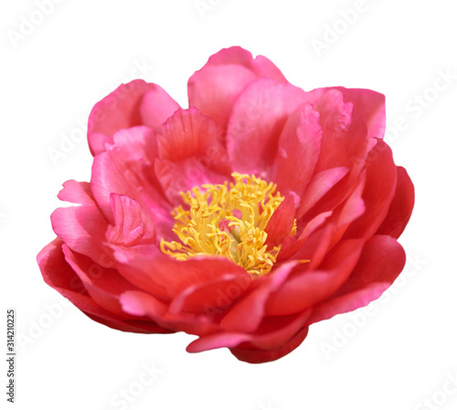Beautiful peony flower on white background. Pink or red flower isolated.