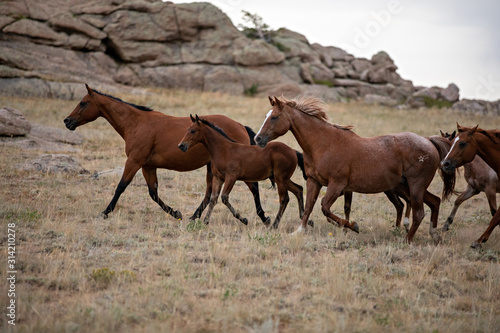 Horse Herd