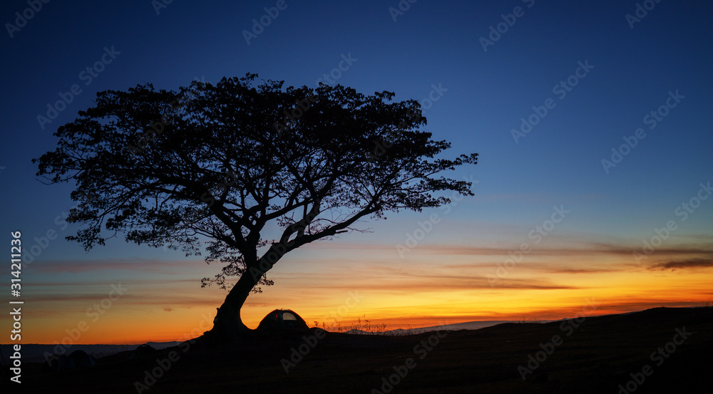 Sunrise golden hour camping and tree beautiful landscape
