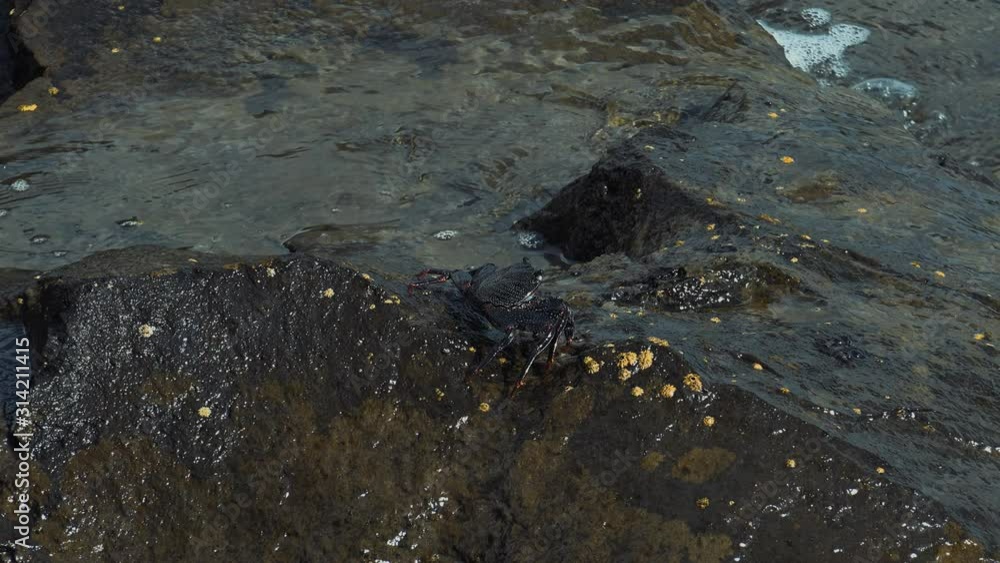 Crabs on rocks near the ocean in Tenerife Crabs on rocks near the ocean in Tenerife