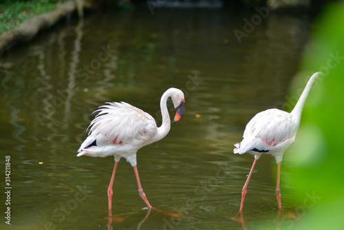Couple of Flamingo  phoenicopterus birds are walking together isolated on a green background with lens blur and defocused. A symbol of love.