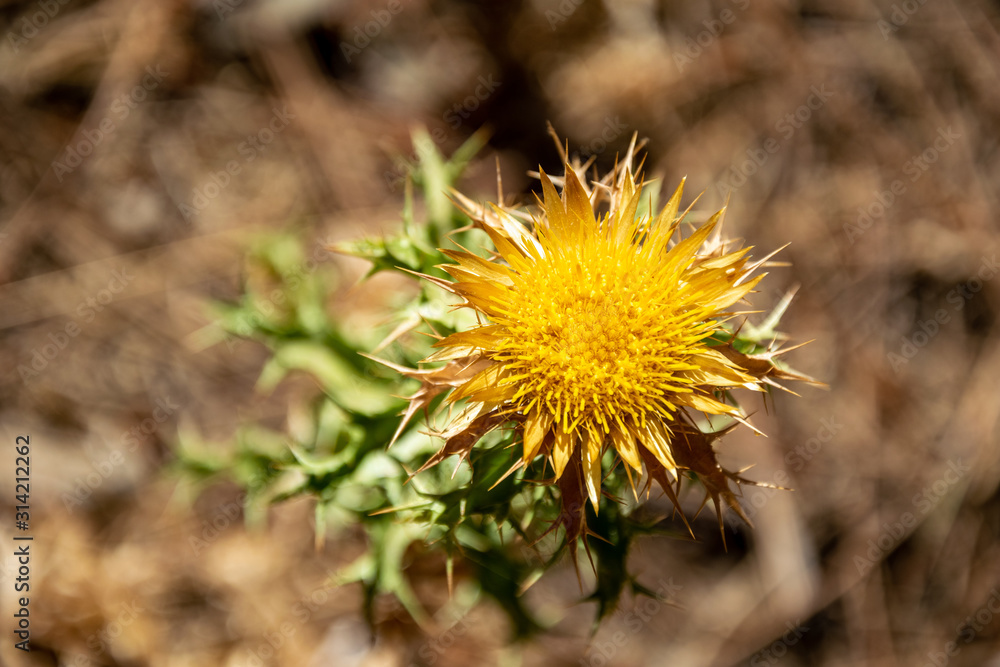 a single yellow thorny flower in a forest in Marbella, Spain a single yellow thorny flower in a forest in Marbella, Spain