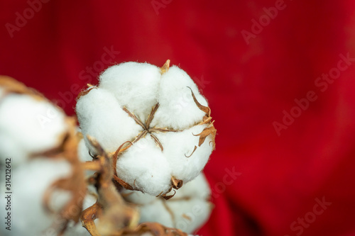 Natural cotton with a branch over red background