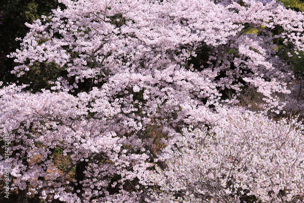 桜