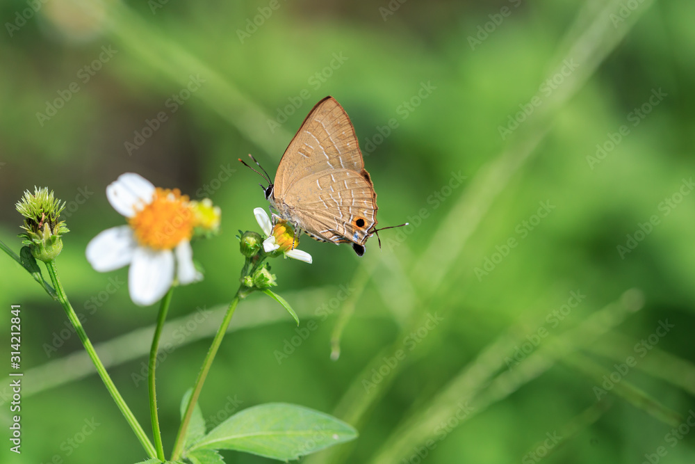 Fototapeta premium butterfly on a flower