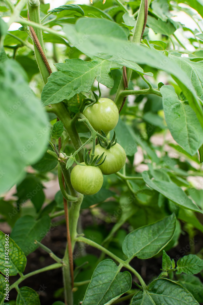 Green tomatoes on a branch. Shrub in the greenhouse. Gardening