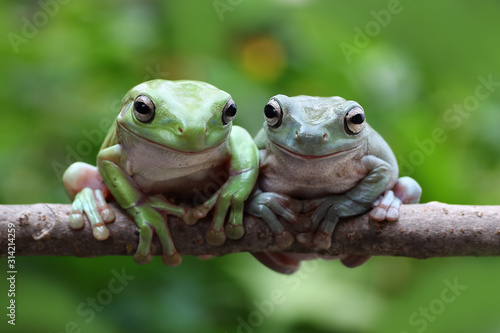 green tree frog on branch