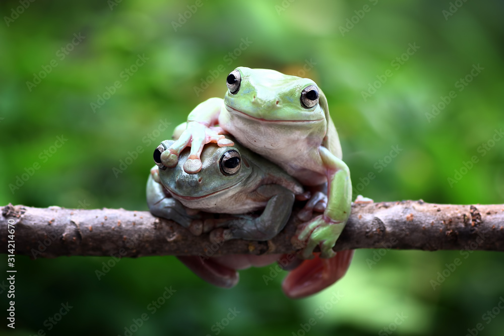 Naklejka premium green tree frog on branch