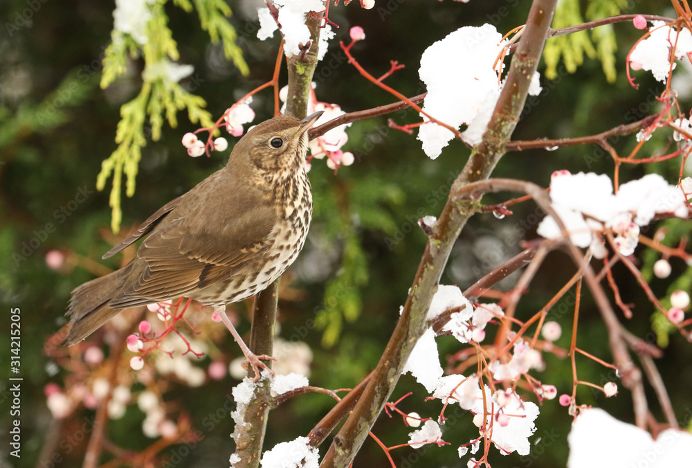 A stunning Song Thrush (Turdus philomelos) perched on a Mountain Ash Tree in a Snowstorm. It has been feeding on the berries. A stunning Song Thrush (Turdus philomelos) perched on a Mountain Ash Tree in a Snowstorm. It has been feeding on the berries.
