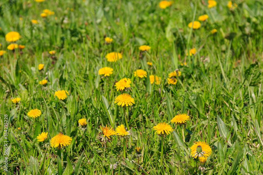 Green meadow covered with yellow dandelions at spring Green meadow covered with yellow dandelions at spring