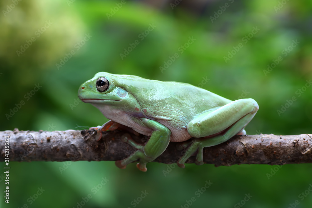 Obraz premium green tree frog on branch