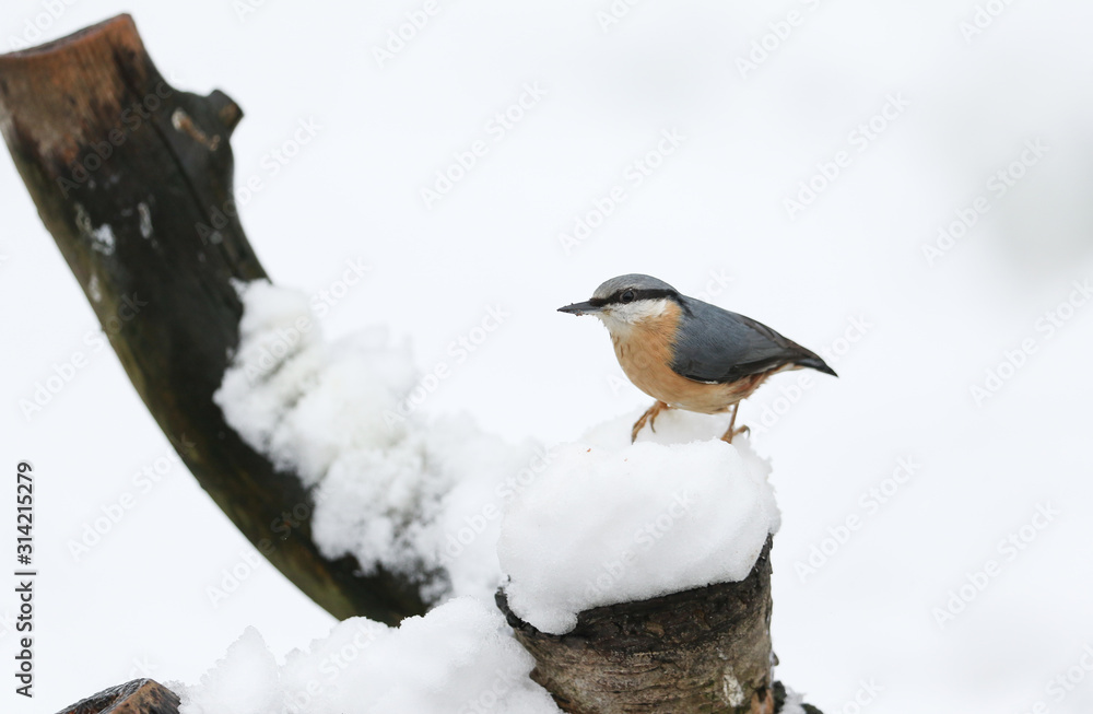Obraz premium A winter scene of a stunning Nuthatch (Sitta europaea) perched on an old tree stump covered in snow looking for food.